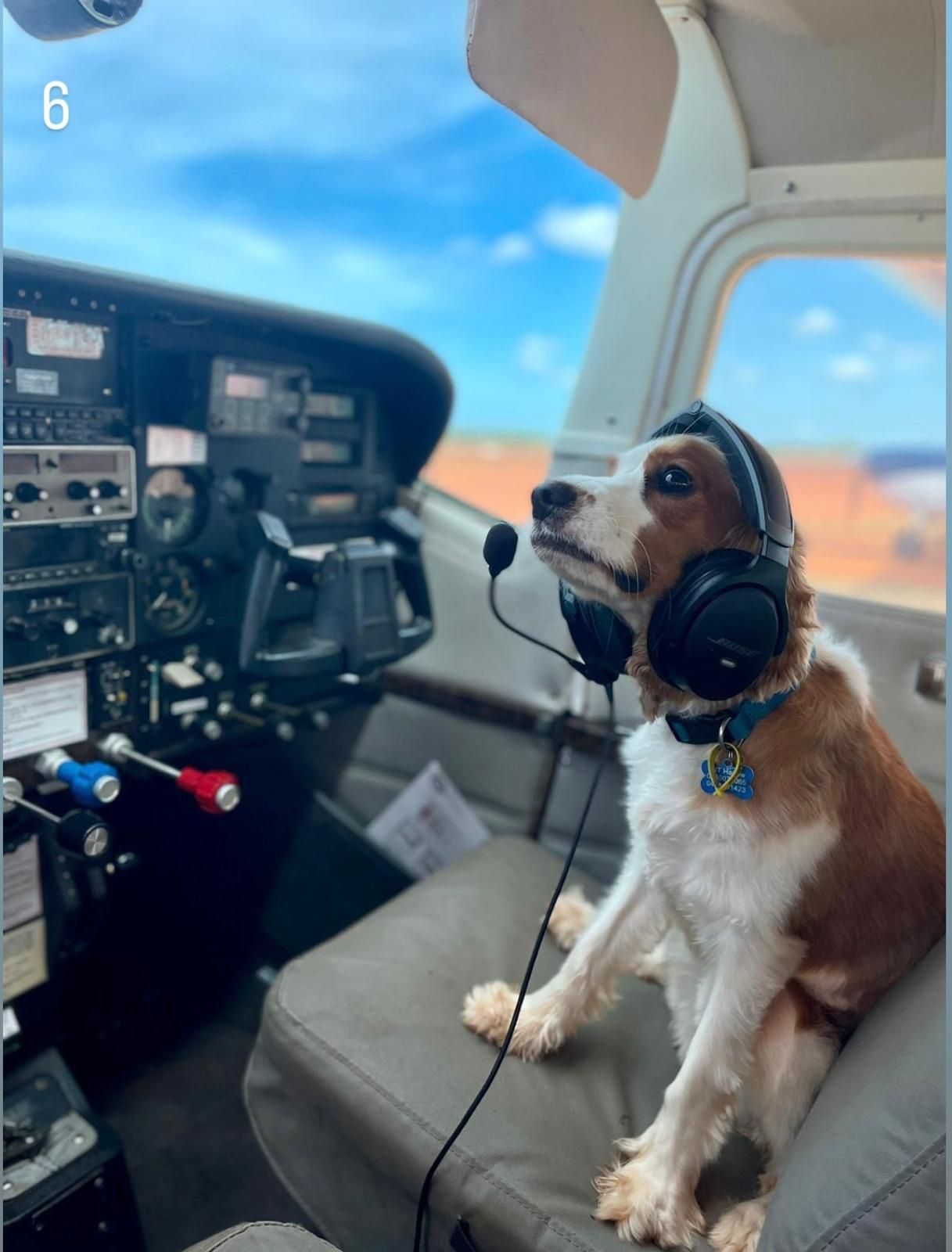 Dog wearing a headset sits in the cockpit of an airplane, looking out the window. Brown and white fur.