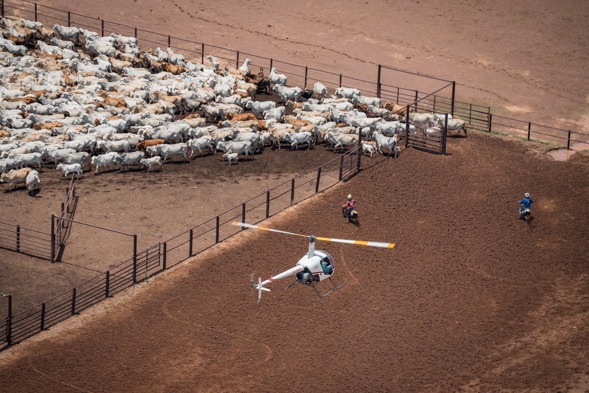 Helicopter and two riders herd cattle in a dusty, fenced-in area.