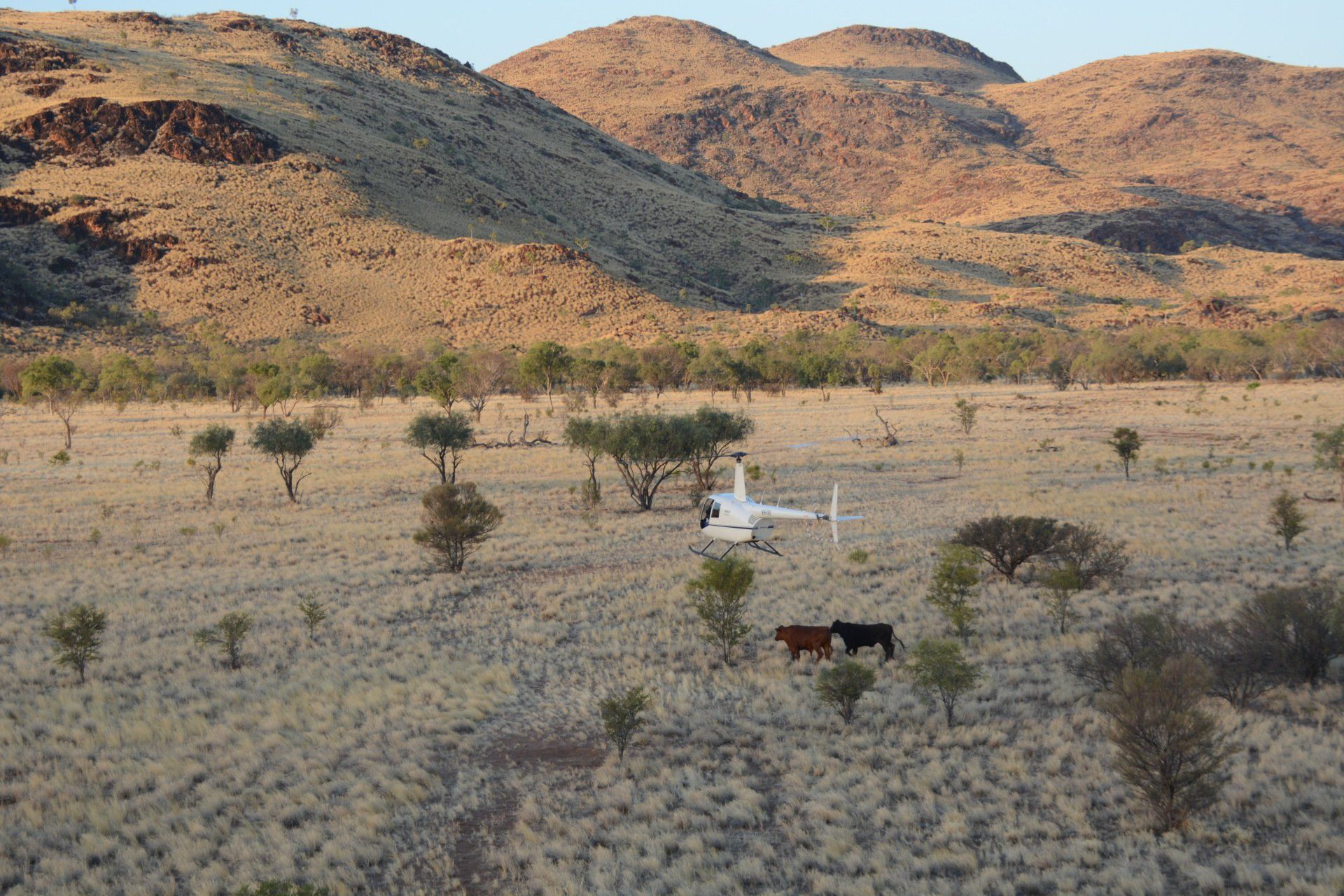 Helicopter and cattle in a dry, grassy landscape, with hills in the background, possibly Australia.