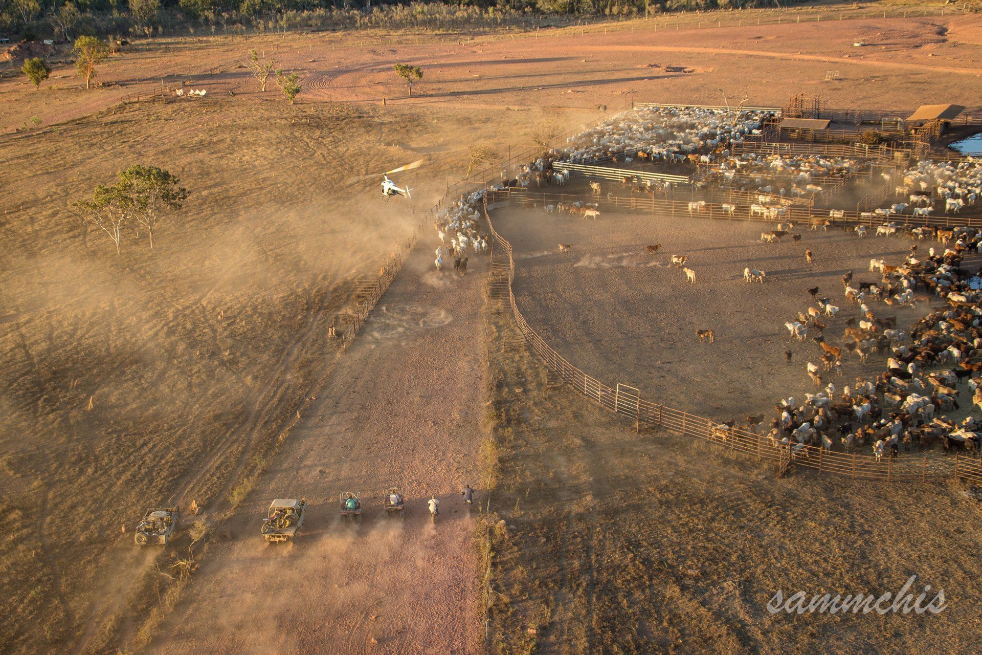 Aerial view: Cattle herd in dry pasture, dust clouds, farm buildings at right, trees in background.