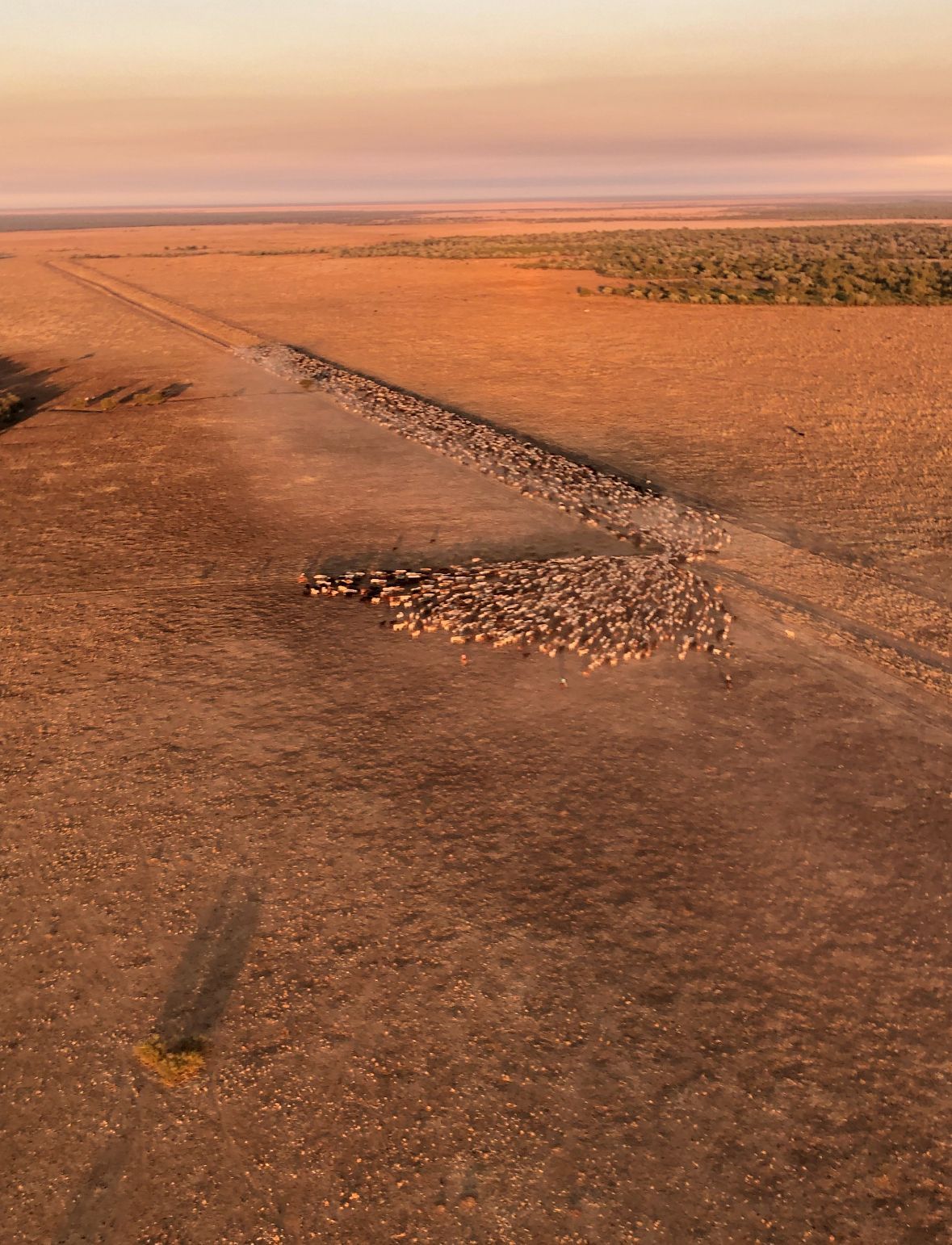 A herd of sheep moving across a dusty, orange-toned plain; trees and a hazy sunset are visible in the background.