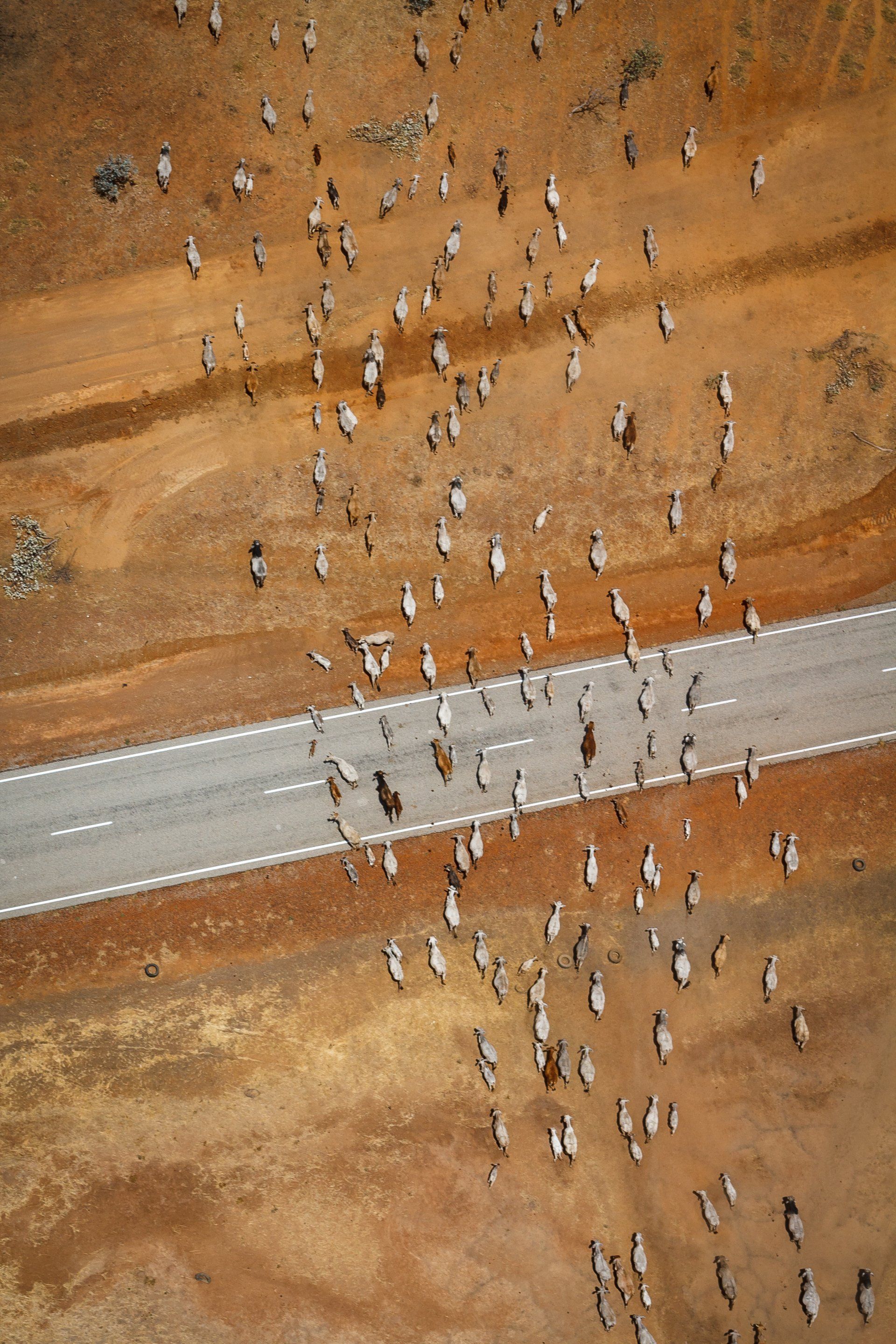 Zebras migrating across a dirt plain, crossing a gray asphalt road.