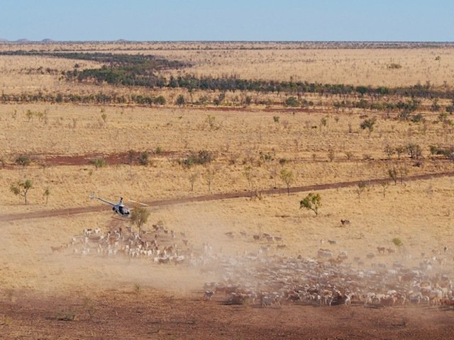 A vehicle herding sheep on a dusty, dry plain under a blue sky.