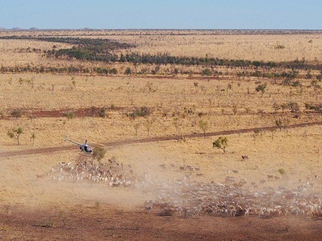 A vehicle herds sheep across a dry, brown landscape under a clear, blue sky.