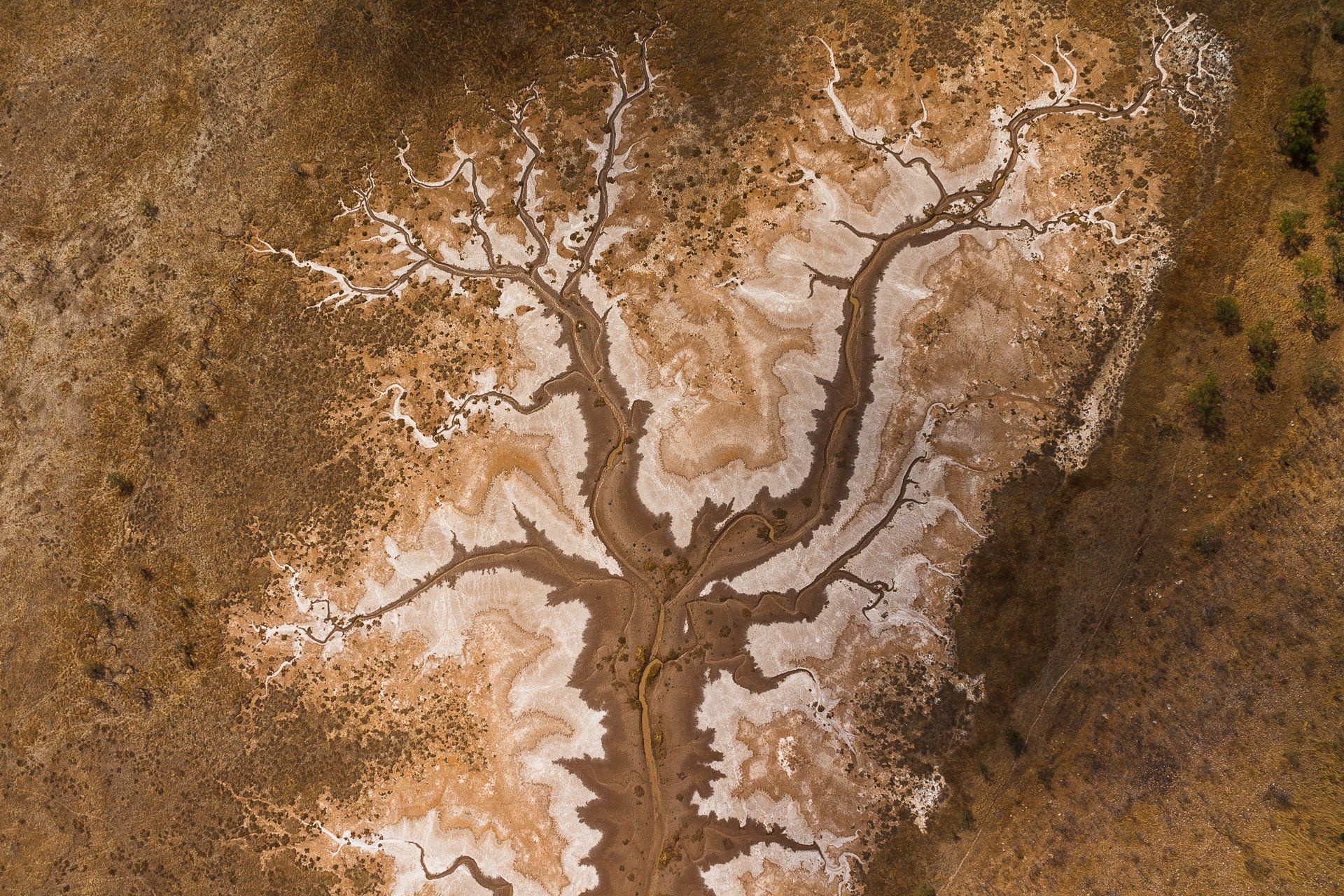 Overhead view of a tree-shaped salt deposit in a brown field, with white and light brown patterns.