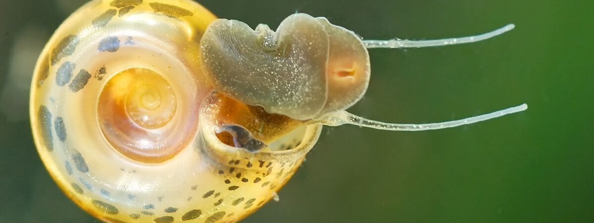 3 Deadly Bugs That Might Shock You