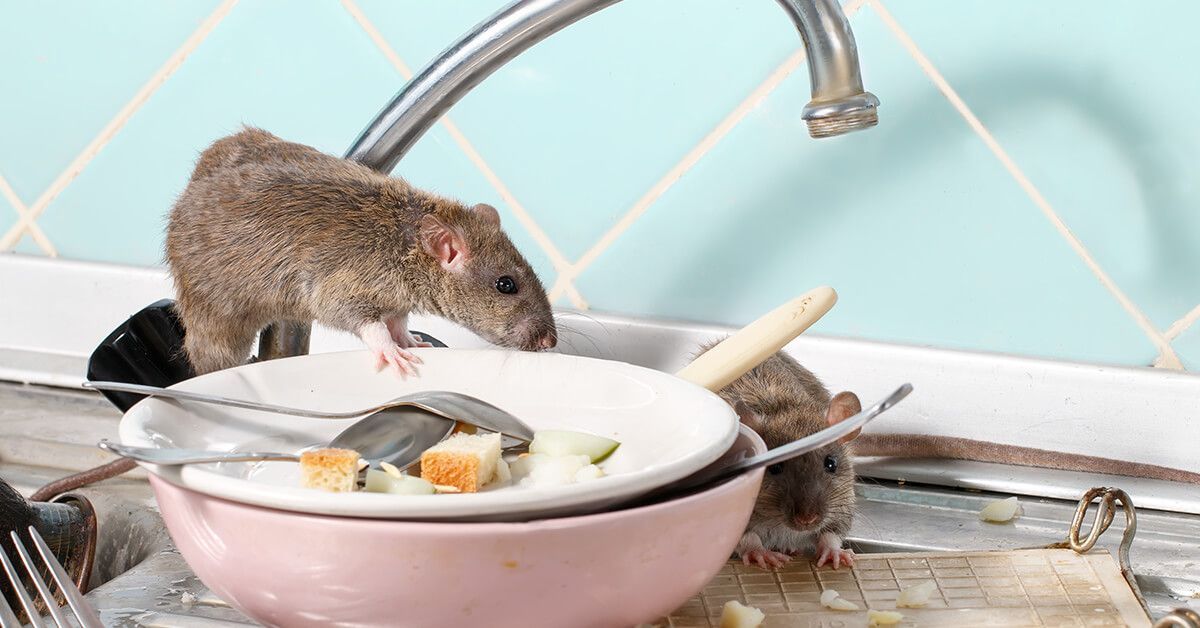 5 Pointers for Defeating Rodents