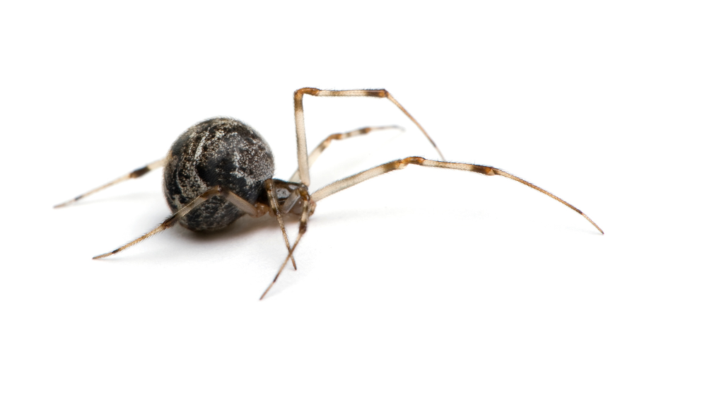 Common Spiders in Texas