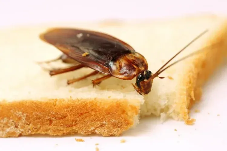 cockroach exterminators