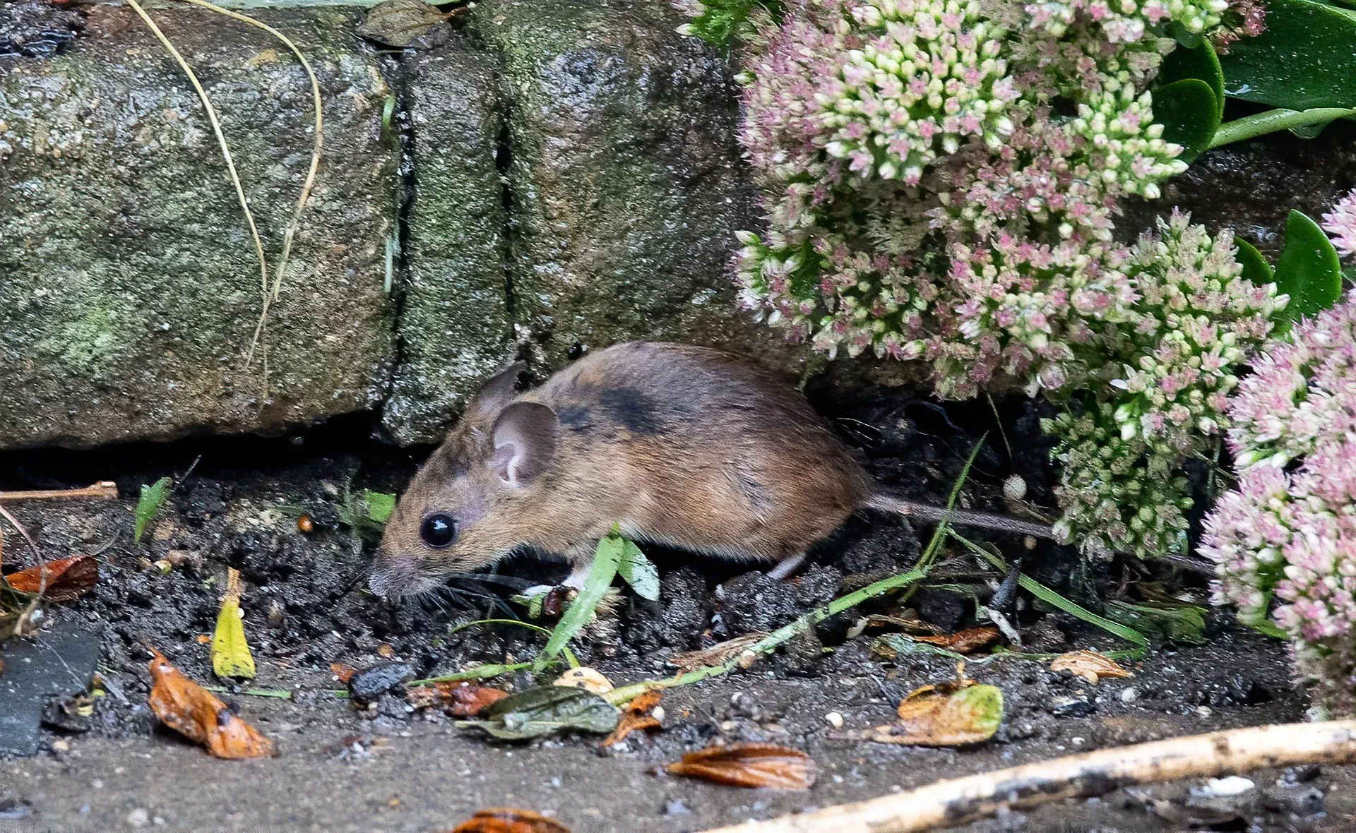 mice exterminator