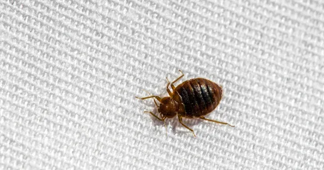 bed bug exterminator