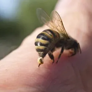 bee exterminator