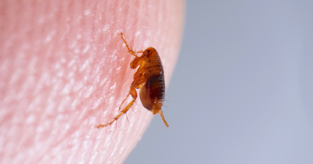 Flea exterminator