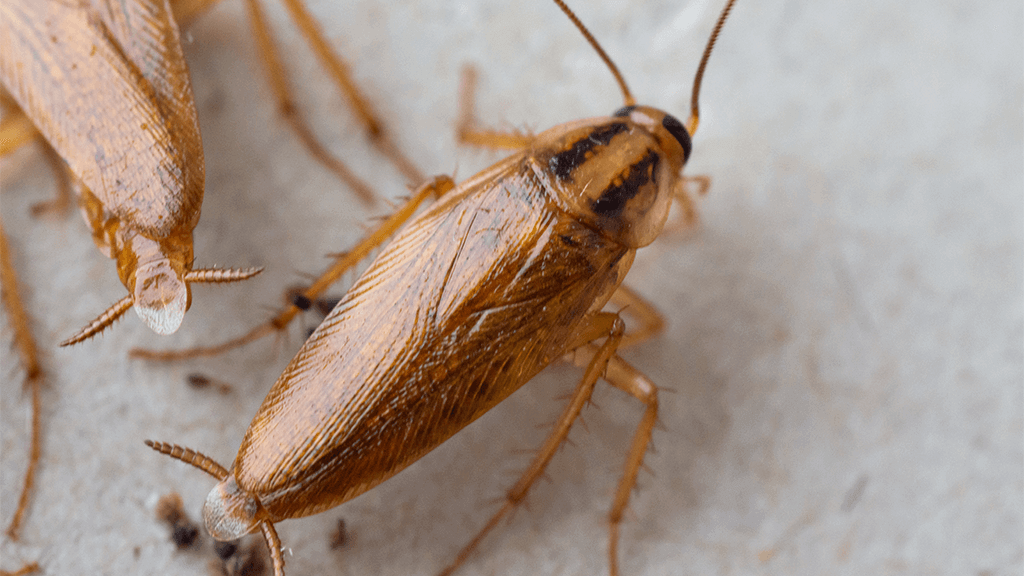 roach exterminators