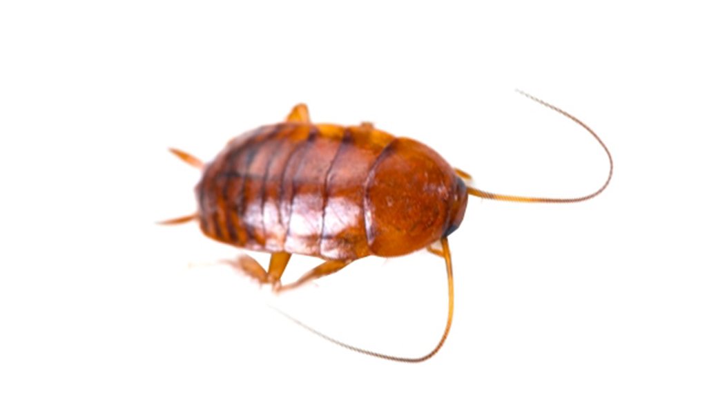 roach exterminator