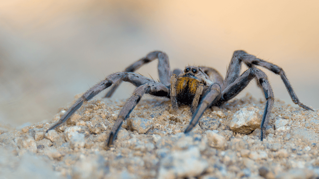 spider pest control