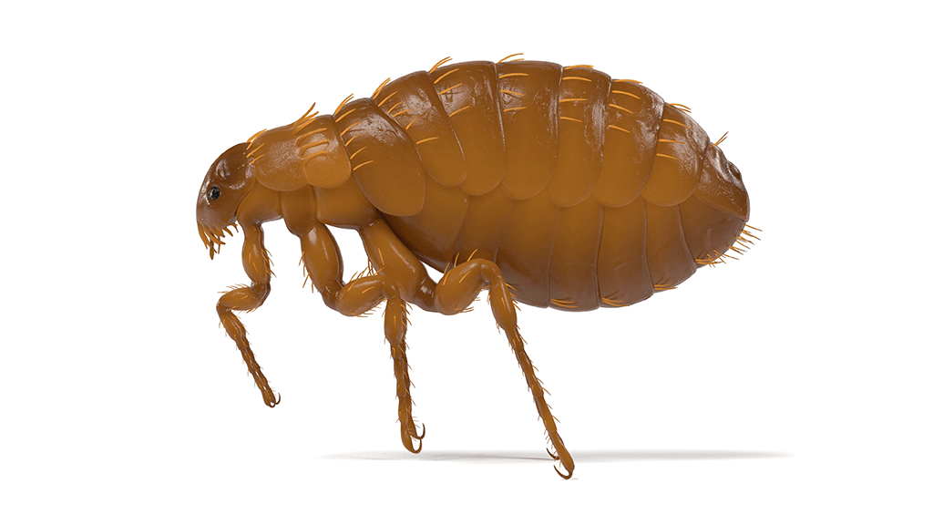 flea exterminator