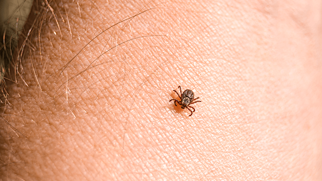tick exterminator