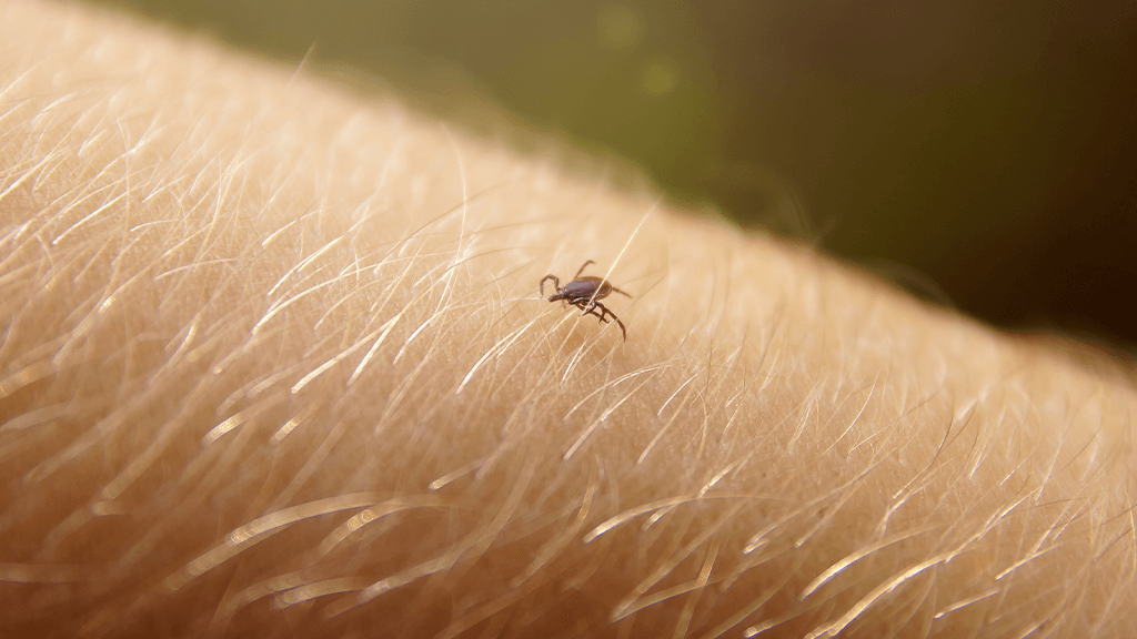 tick exterminator