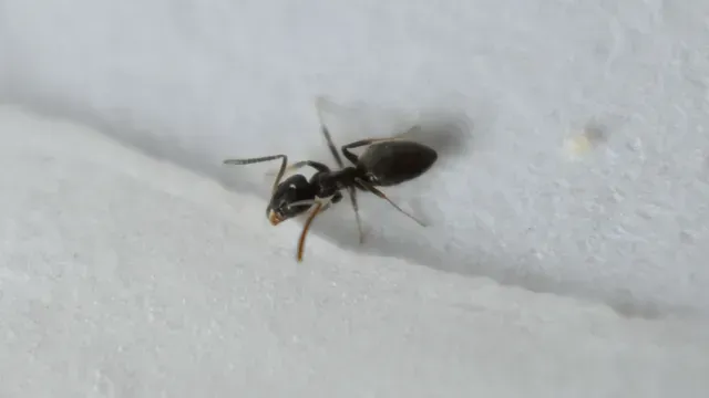 ant exterminators