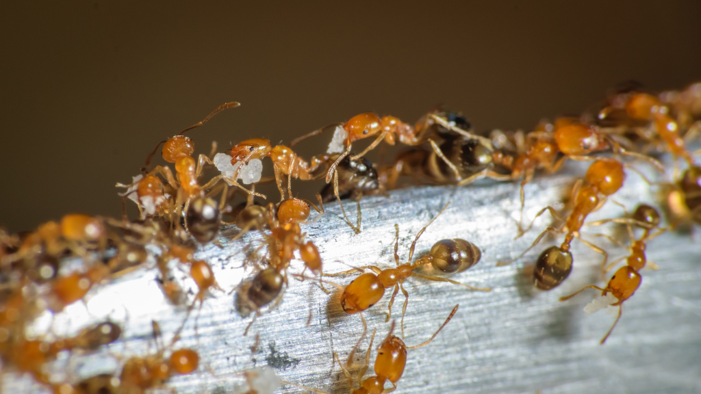 ant exterminators