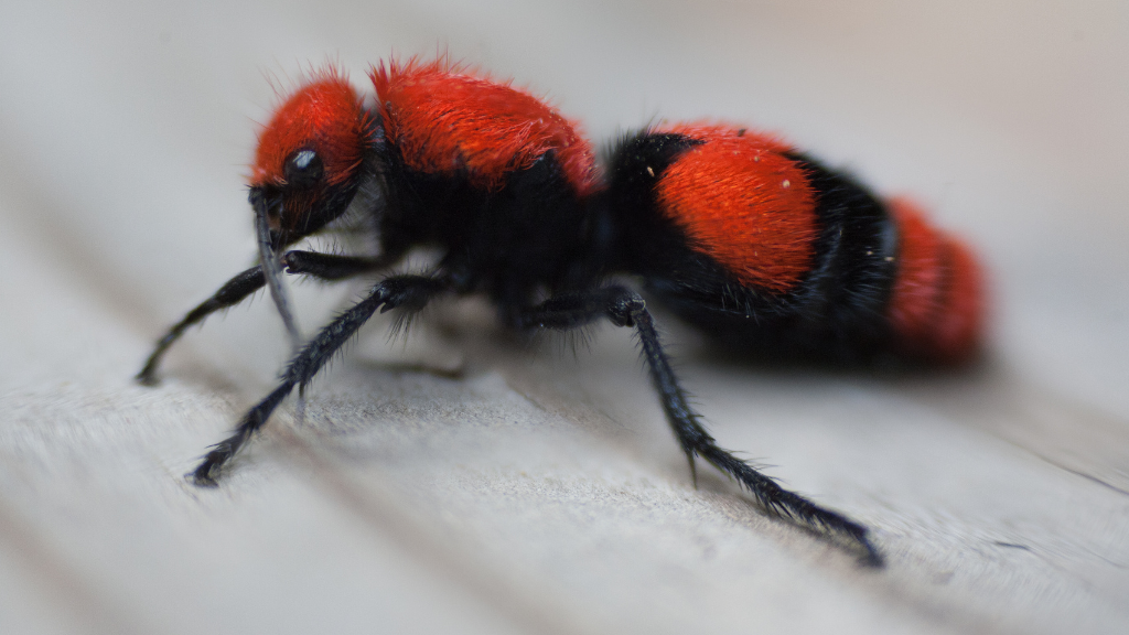 What Are Cow Ants?