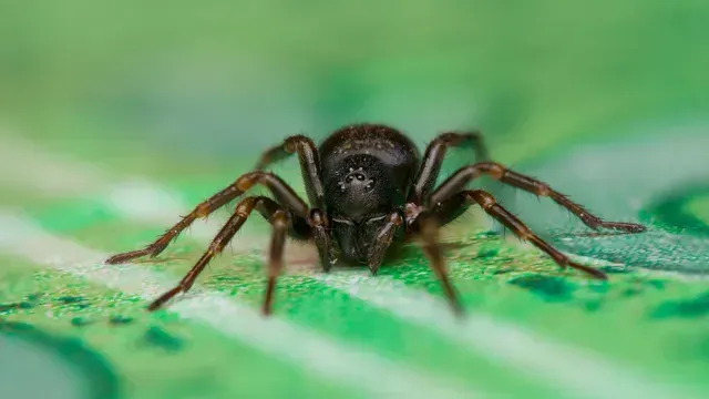 spider pest control
