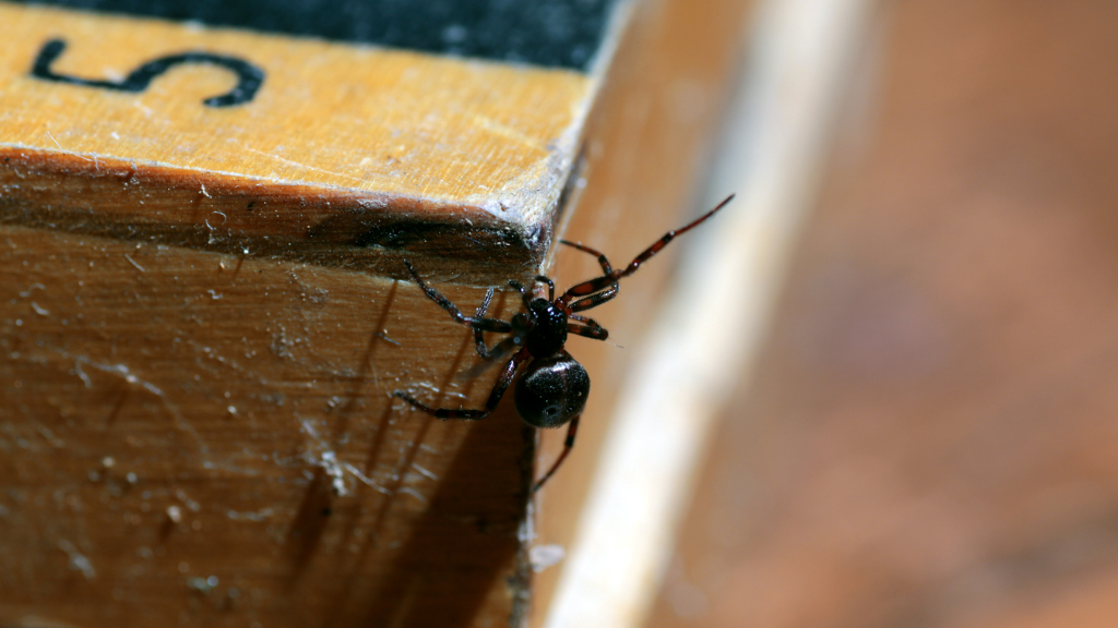 What Is the Most Venomous Spider?