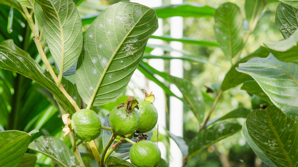 What Are White Mites on Plants?