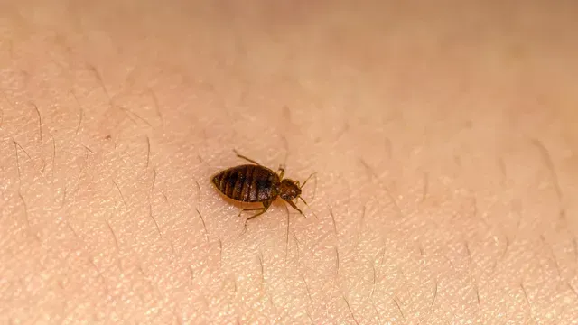 bed bug exterminator