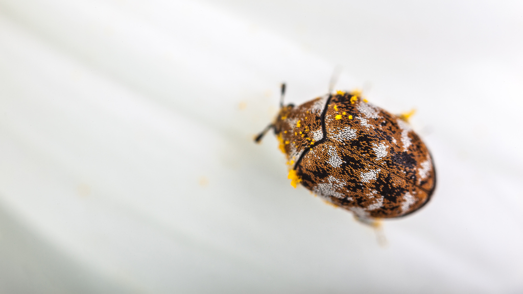 How to Get Rid of Carpet Beetles