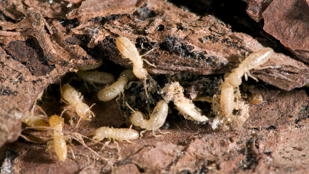 termites under the soil, termite control