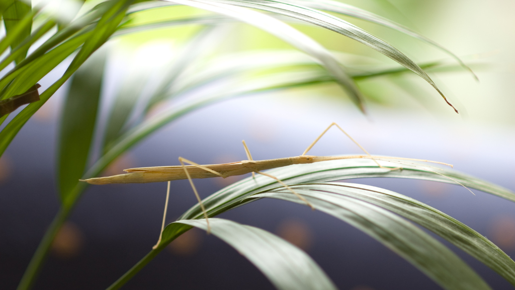 What Do Walking Sticks Eat?