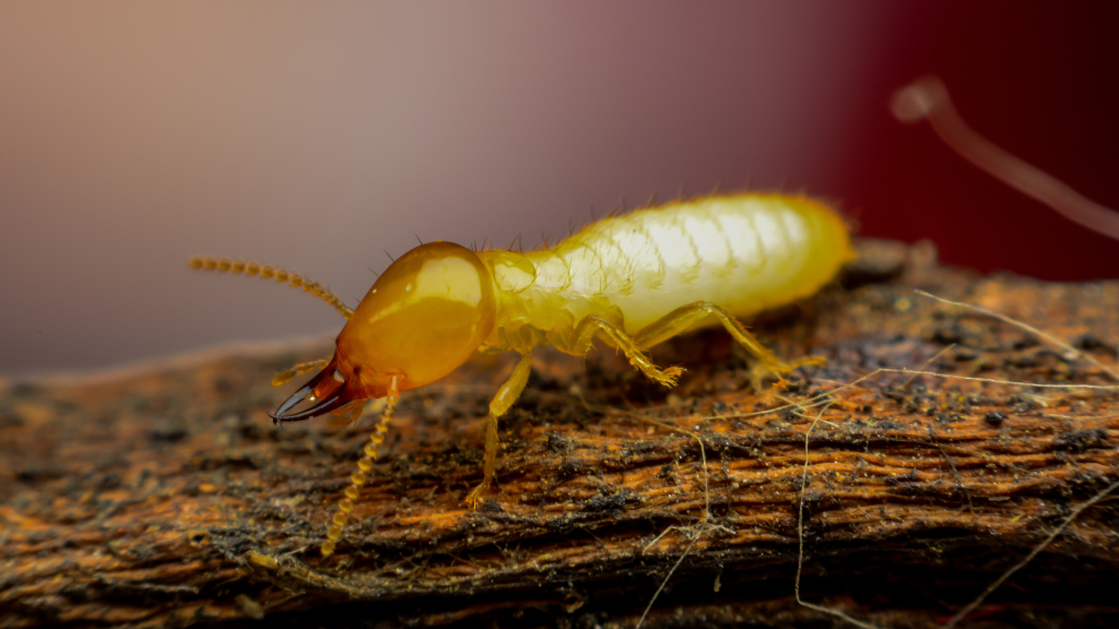 termite control