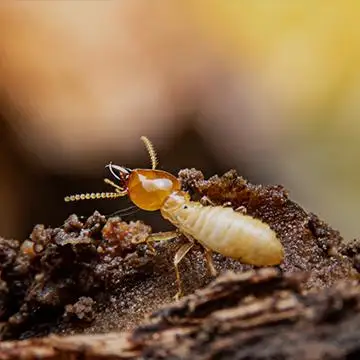 home pest library