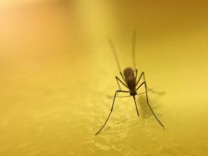 mosquito exterminator