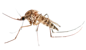 a big mosquito