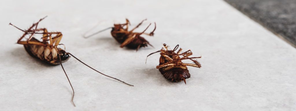 cockroach exterminator