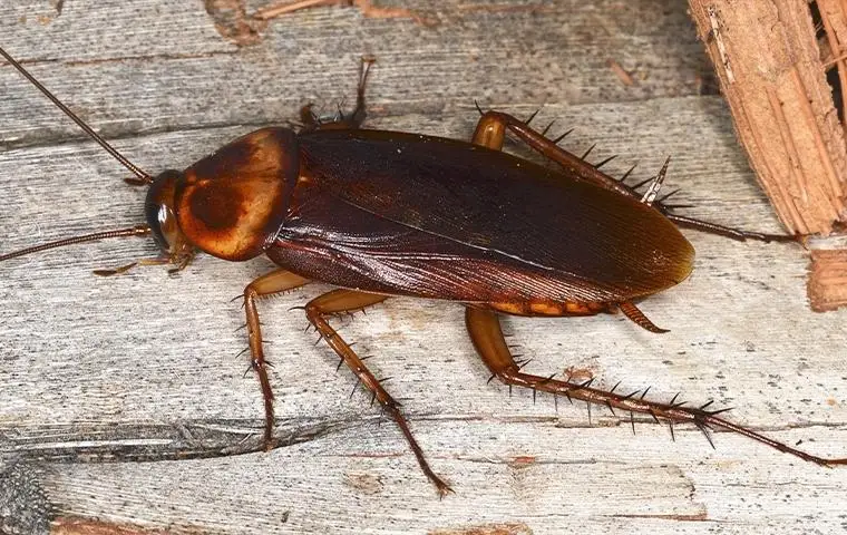 cockroach