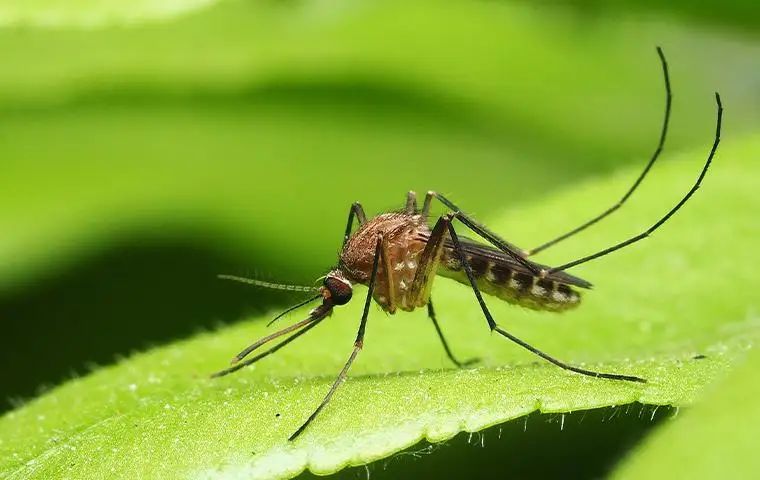 mosquito