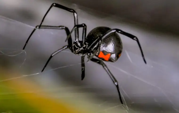 blackhouse spider