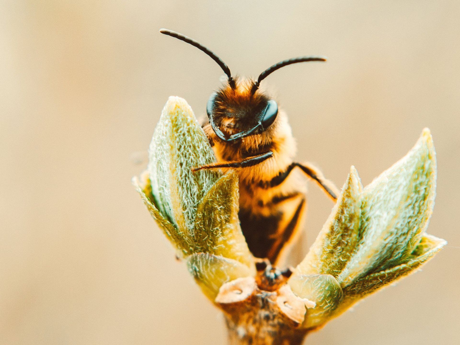 bee exterminator