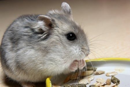 rodent exterminator