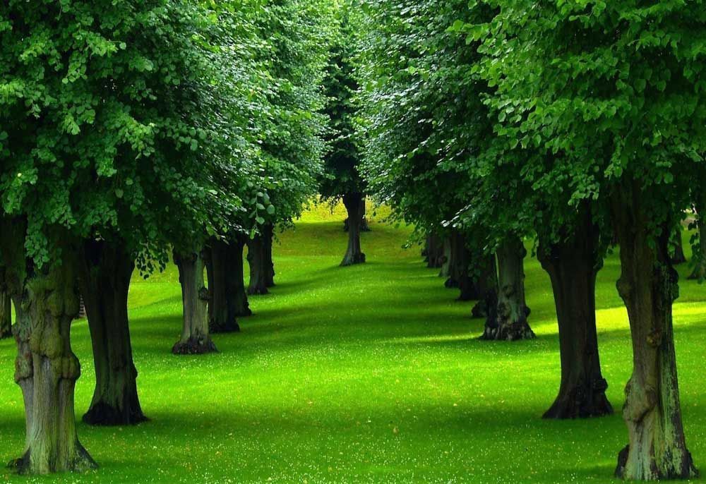 ARBOLES
