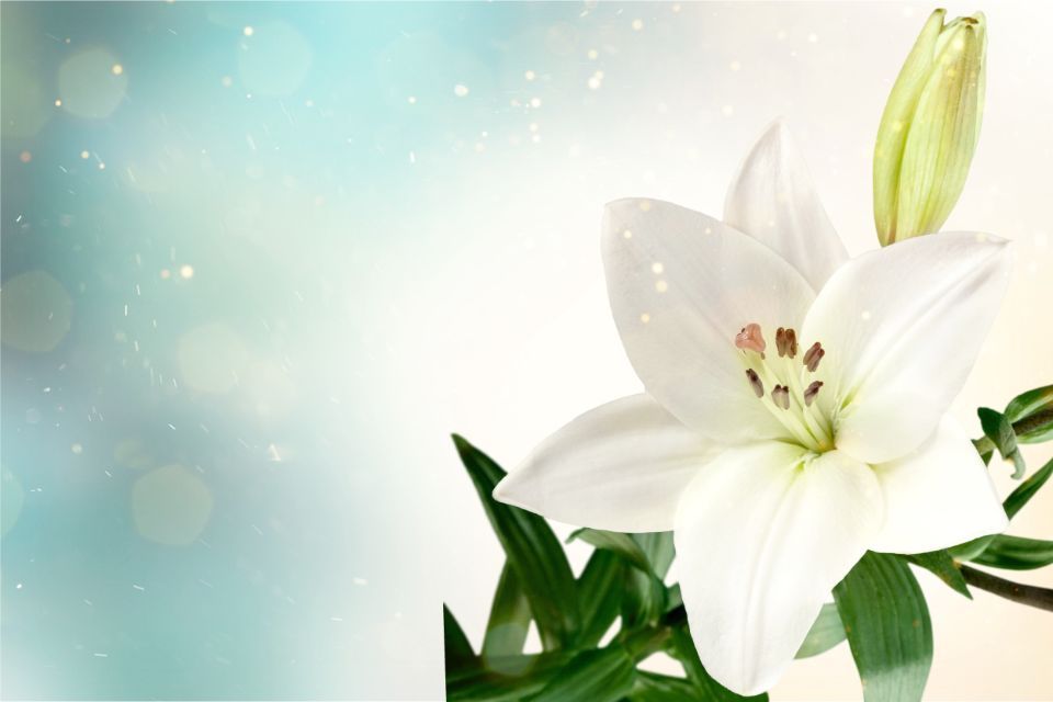 fiore per funerale