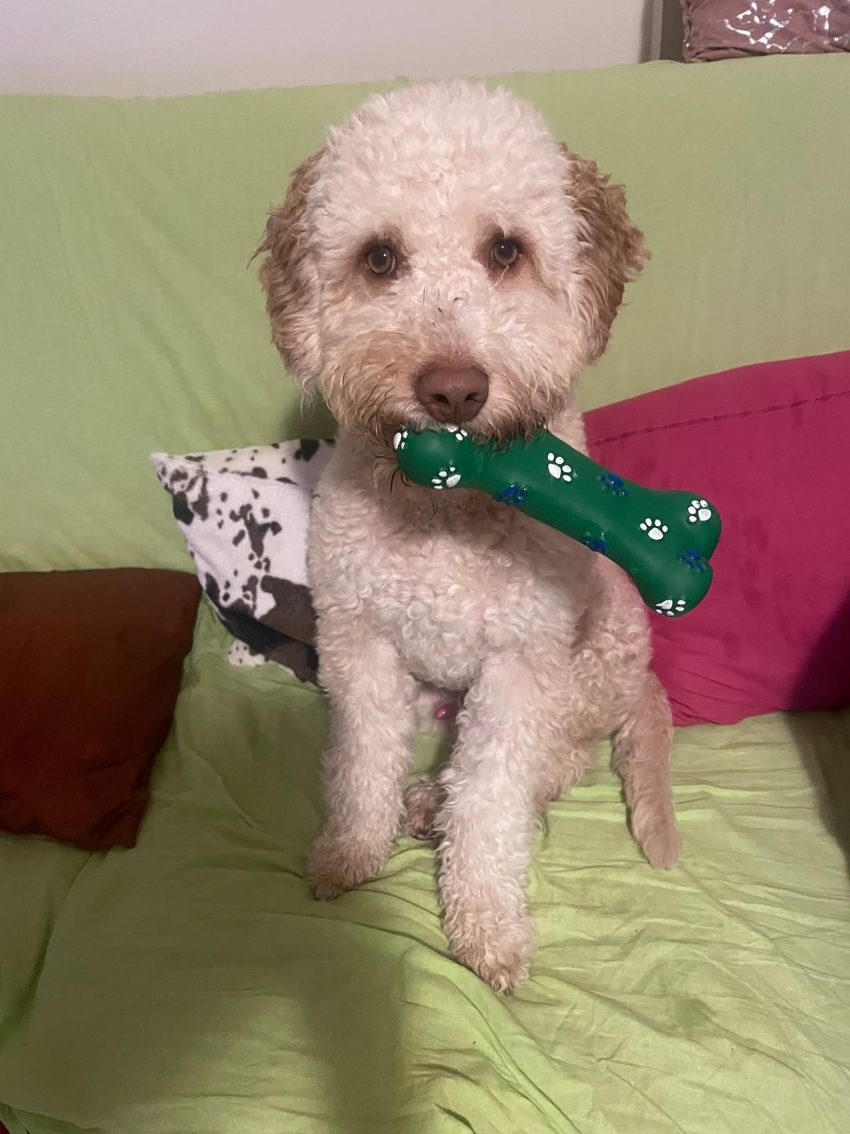 cane della residenza per anziani Villa Lucia in provincia di Torino