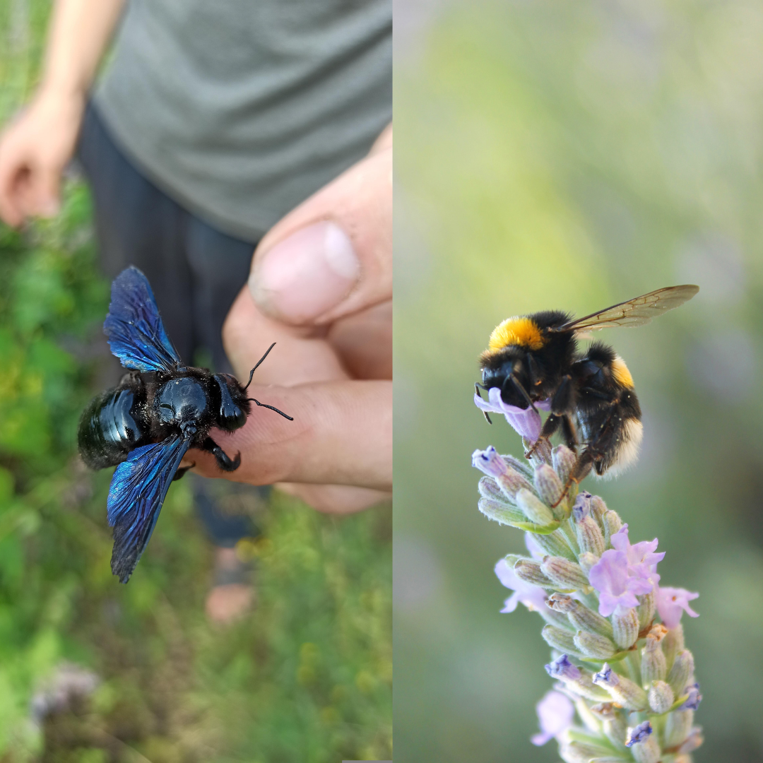 Carpenter Bees Vs Honey Bees