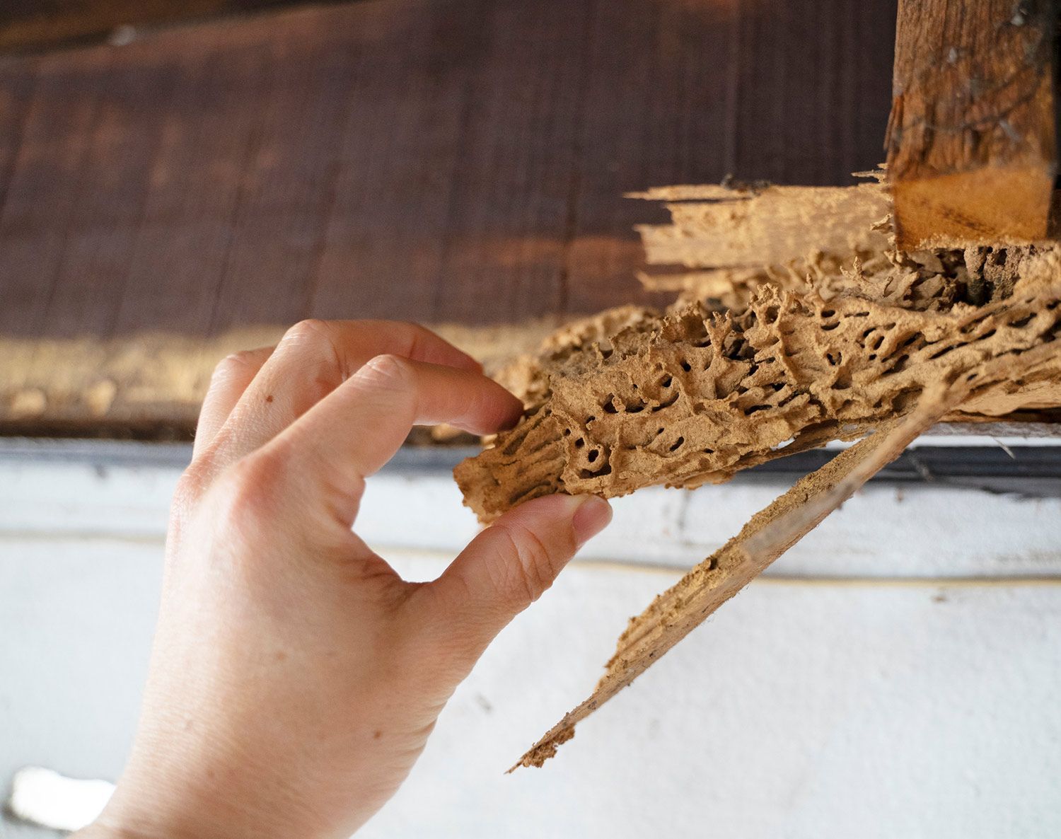 Wood Damaged by Termites — Gainesville, GA — Duncan Exterminating Co. Wood Damaged by Termites — Gainesville, GA — Duncan Exterminating Co.
