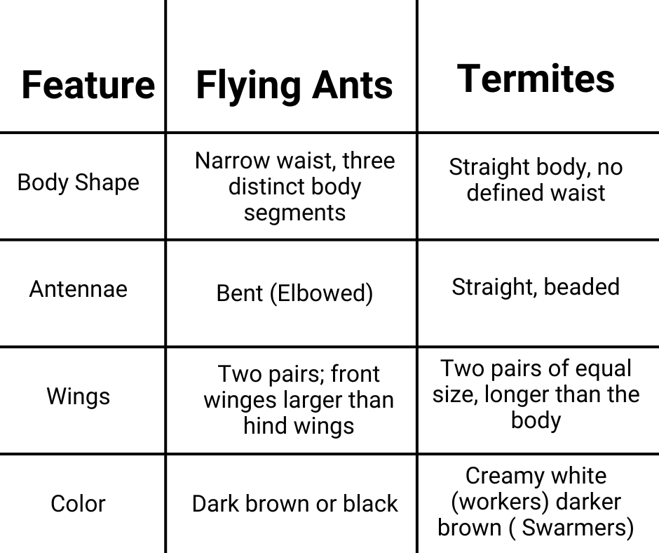 ANT VS TERMITE