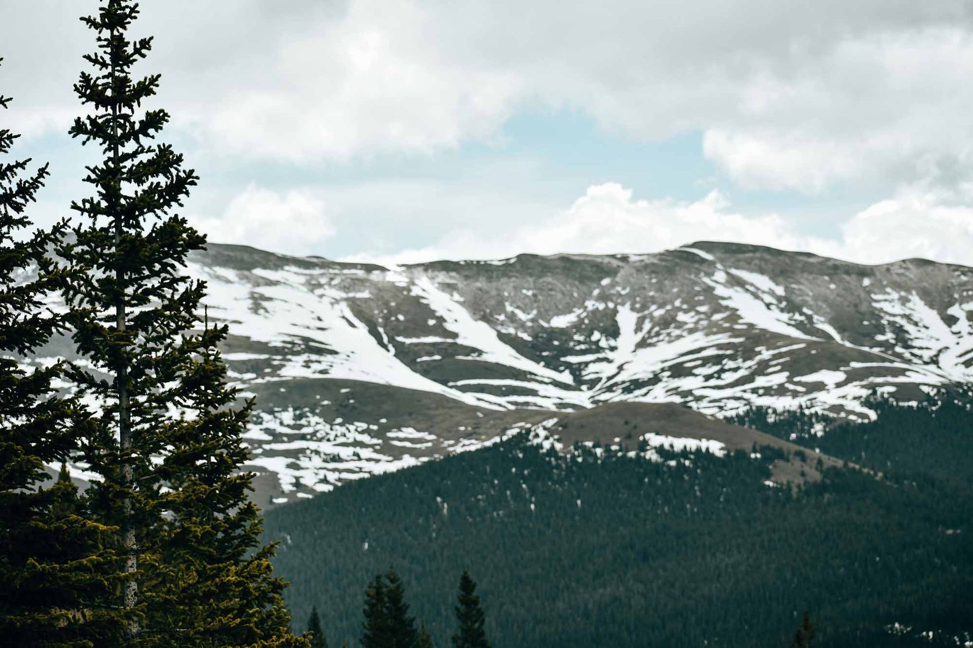snow on mountains with pine trees in foreground at Fountain, CO